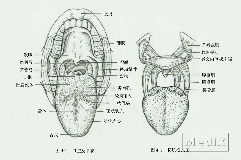 口腔及咽峡,腭肌模式图