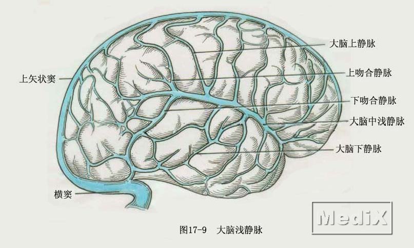 大脑浅静脉