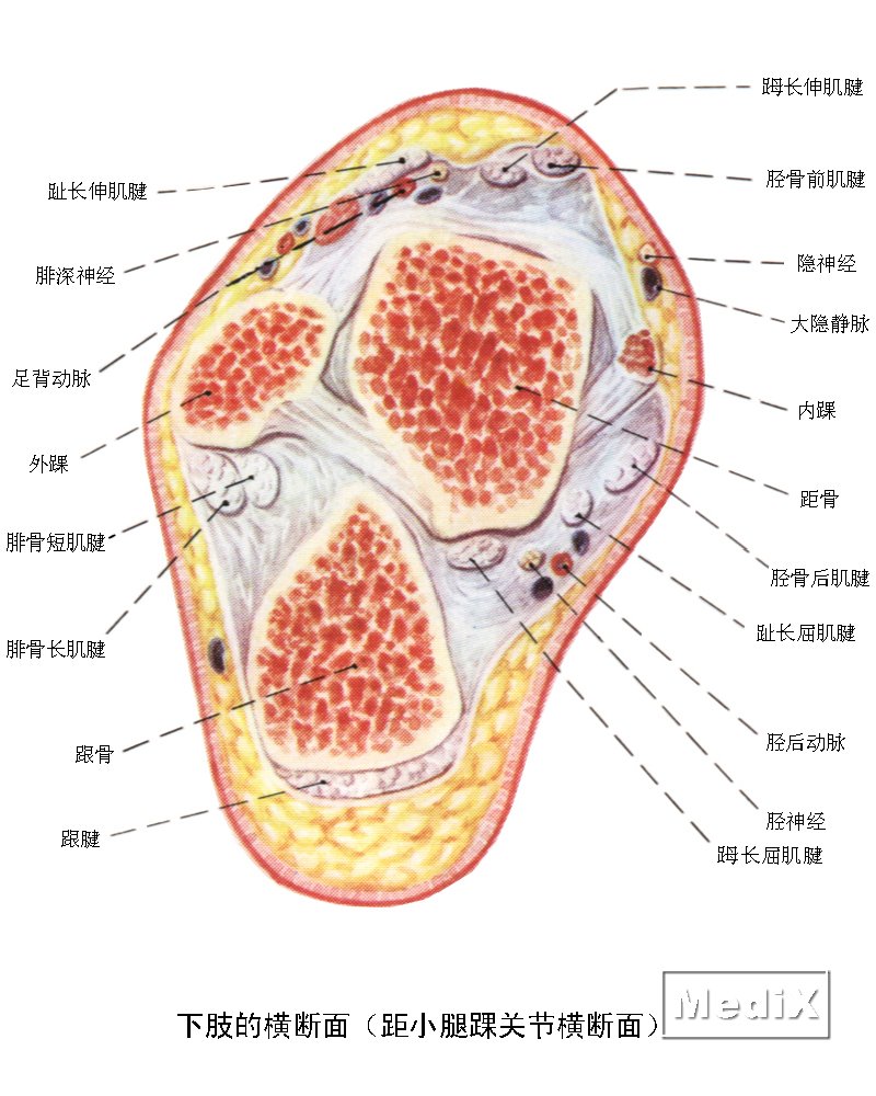 下肢的横断面(距小腿关节横断面)