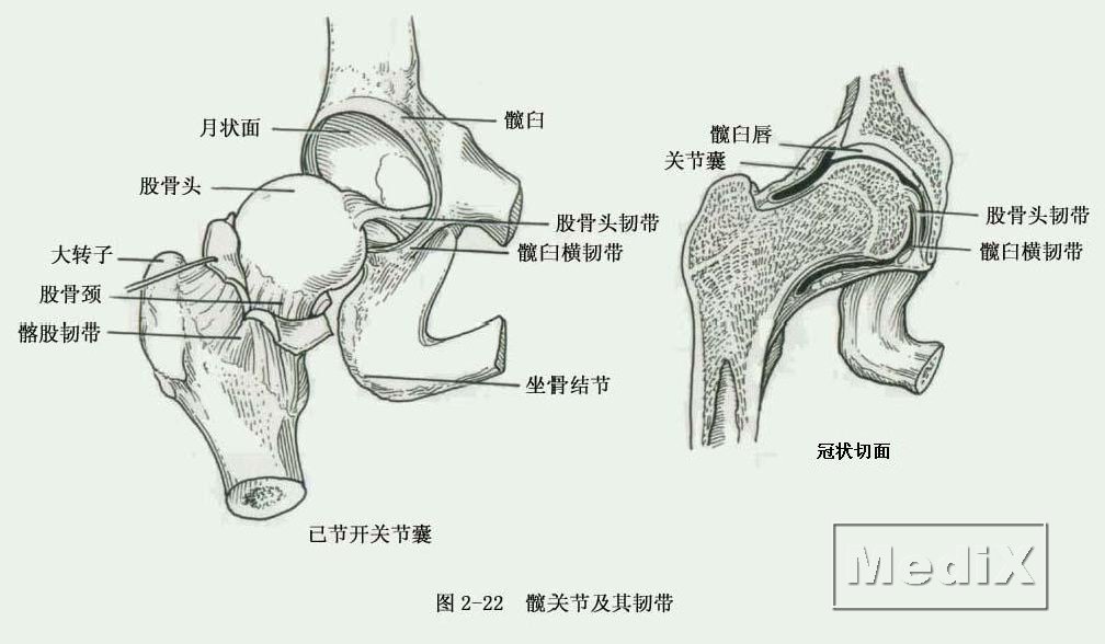 髋关节及其韧带