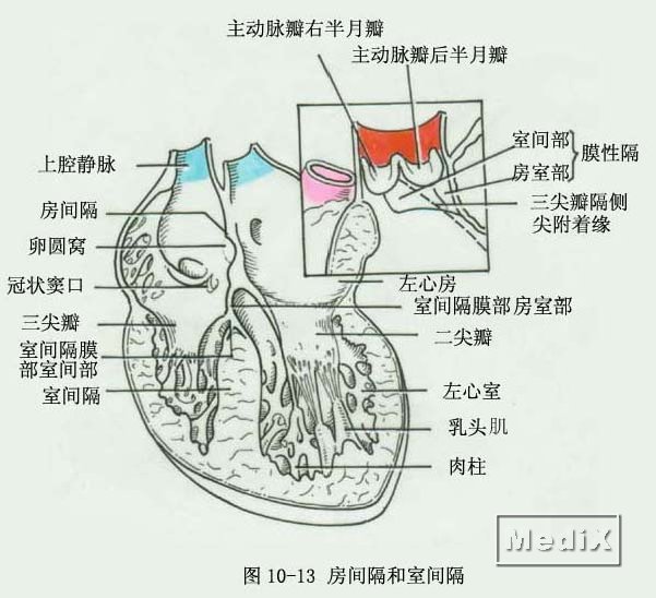 房间隔和室间隔