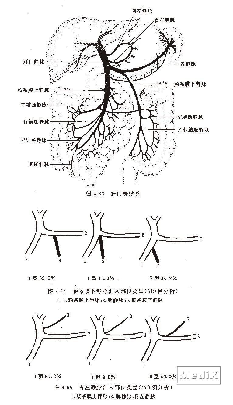 肝门静脉系,肠系膜下静脉汇入部位类型(519例分析),胃左静脉汇入部位