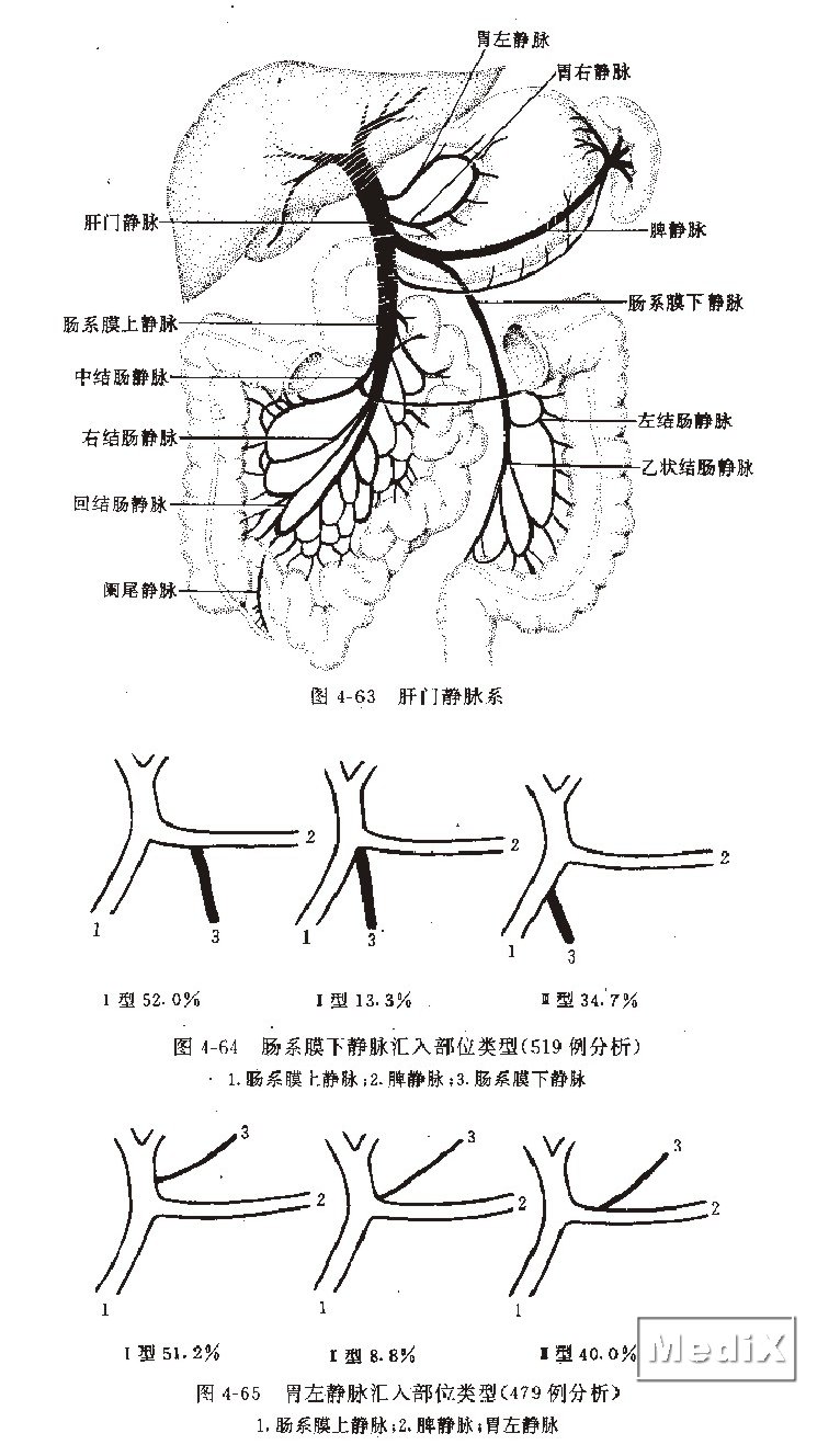 肝门静脉系,肠系膜下静脉汇入部位类型(519例分析),胃