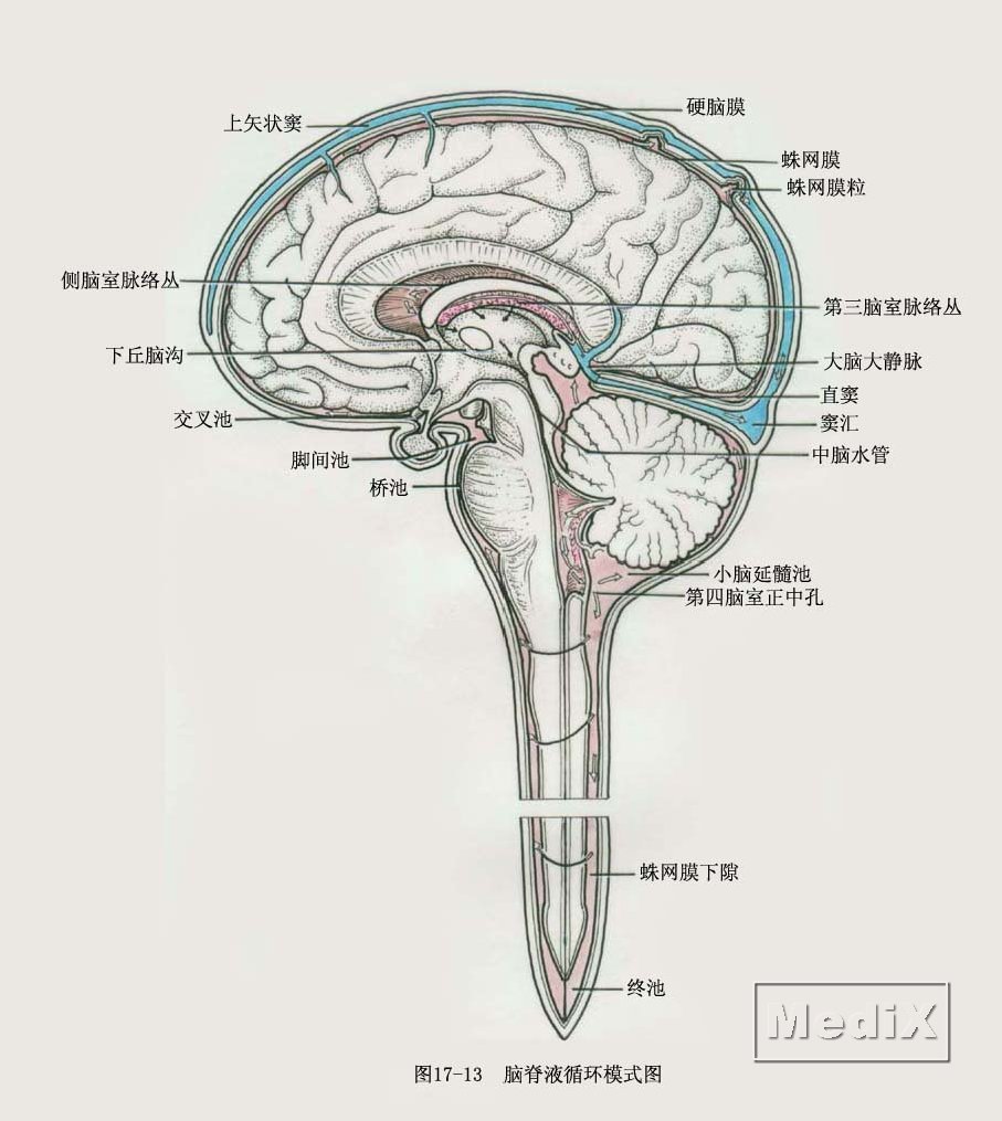 脑脊液循环模式图