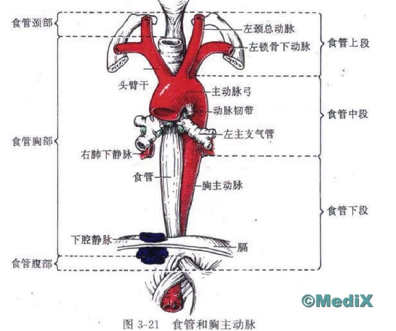 食管和胸主动脉