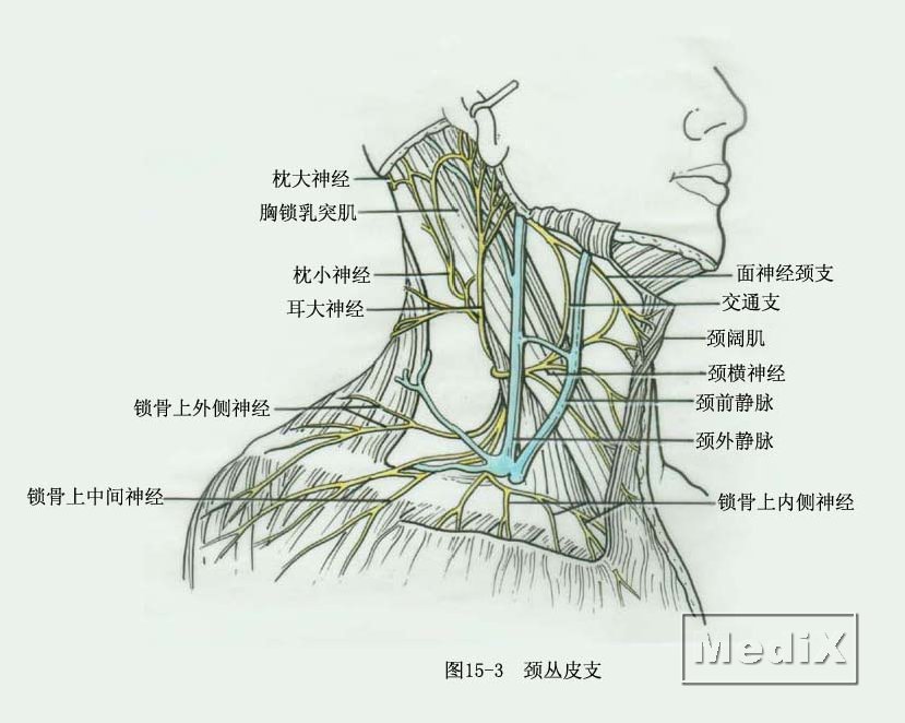 颈丛皮支
