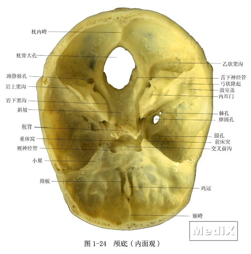 颅底(内面观)