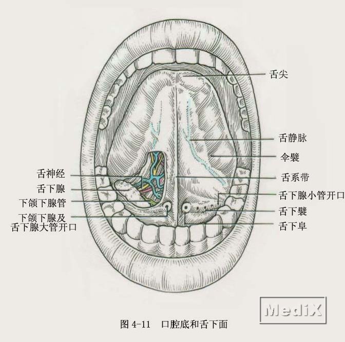 口腔底和舌下面