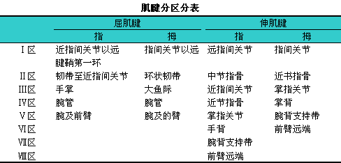 手指屈伸肌腱分区